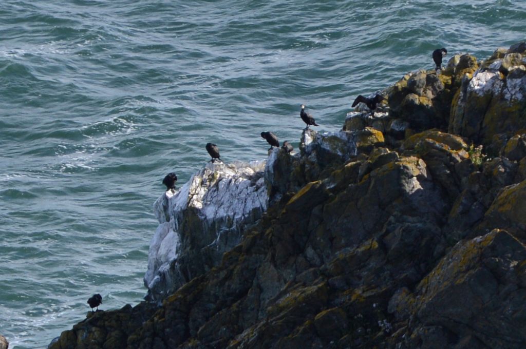 Uccelli dall''Irlanda